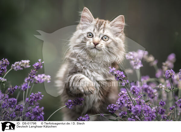 Deutsch Langhaar Ktzchen / German Longhair Kitten / DS-01796