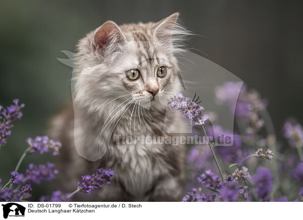 Deutsch Langhaar Ktzchen / German Longhair Kitten / DS-01799