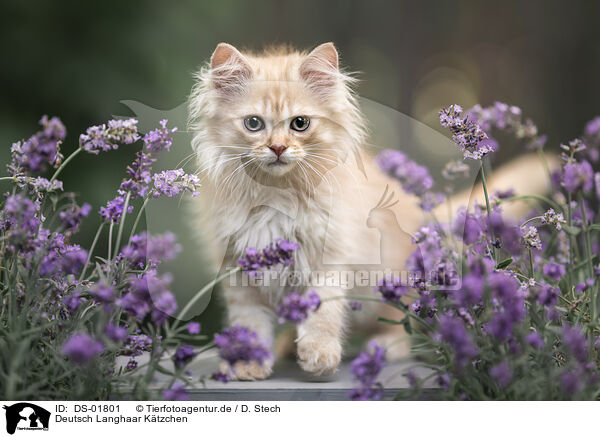 Deutsch Langhaar Ktzchen / German Longhair Kitten / DS-01801