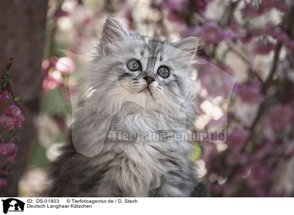 Deutsch Langhaar Ktzchen / German Longhair Kitten / DS-01803