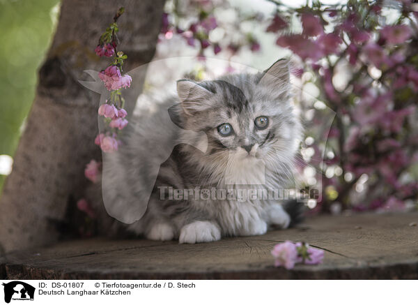 Deutsch Langhaar K�tzchen / German Longhair Kitten / DS-01807