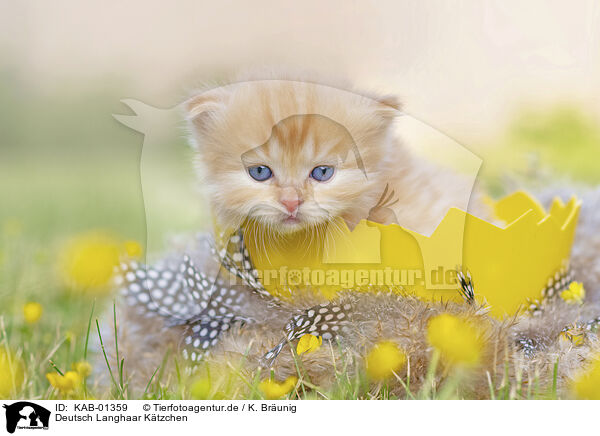 Deutsch Langhaar Ktzchen / German Longhair Kitten / KAB-01359