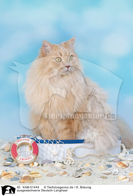 ausgewachsene Deutsch Langhaar / adult German Longhair / KAB-01444