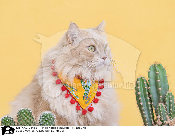 ausgewachsene Deutsch Langhaar / adult German Longhair / KAB-01463