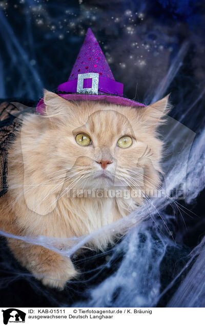 ausgewachsene Deutsch Langhaar / KAB-01511