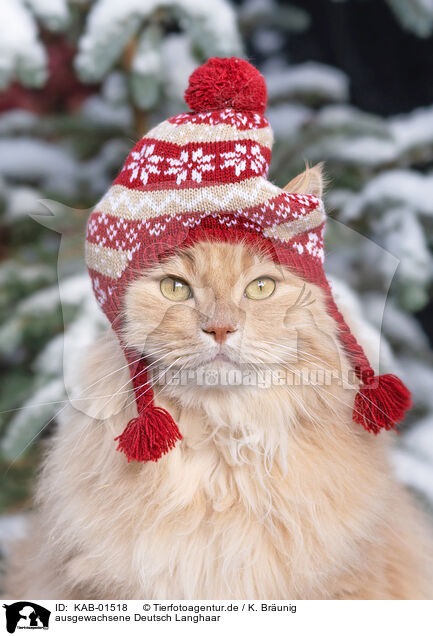 ausgewachsene Deutsch Langhaar / adult German Longhair / KAB-01518