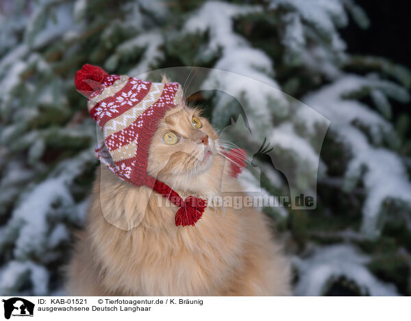 ausgewachsene Deutsch Langhaar / adult German Longhair / KAB-01521