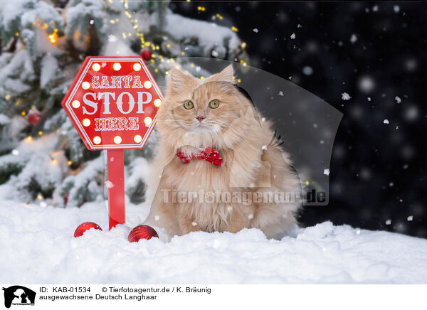 ausgewachsene Deutsch Langhaar / adult German Longhair / KAB-01534