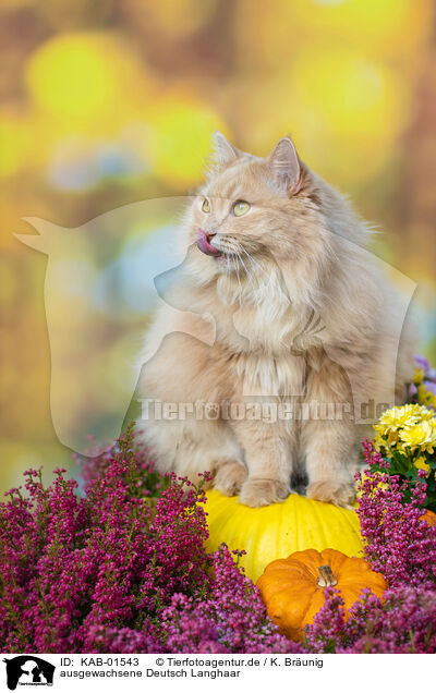 ausgewachsene Deutsch Langhaar / adult German Longhair / KAB-01543