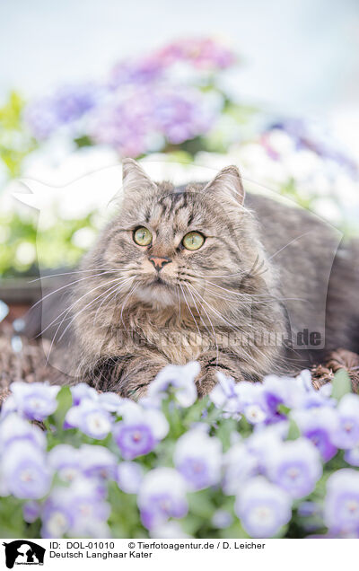 Deutsch Langhaar Kater / German Longhair tomcat / DOL-01010