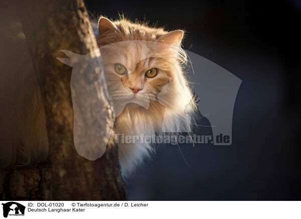 Deutsch Langhaar Kater / German Longhair tomcat / DOL-01020