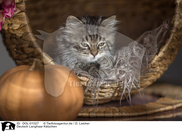 Deutsch Langhaar Ktzchen / German Longhair Kitten / DOL-01027