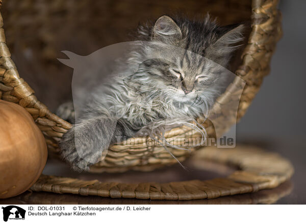 Deutsch Langhaar Ktzchen / German Longhair Kitten / DOL-01031