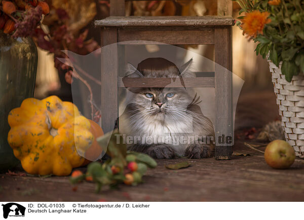 Deutsch Langhaar Katze / female German Longhair / DOL-01035