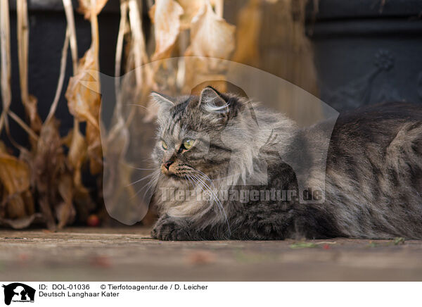 Deutsch Langhaar Kater / German Longhair tomcat / DOL-01036