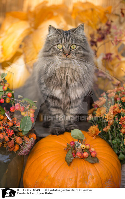 Deutsch Langhaar Kater / German Longhair tomcat / DOL-01043