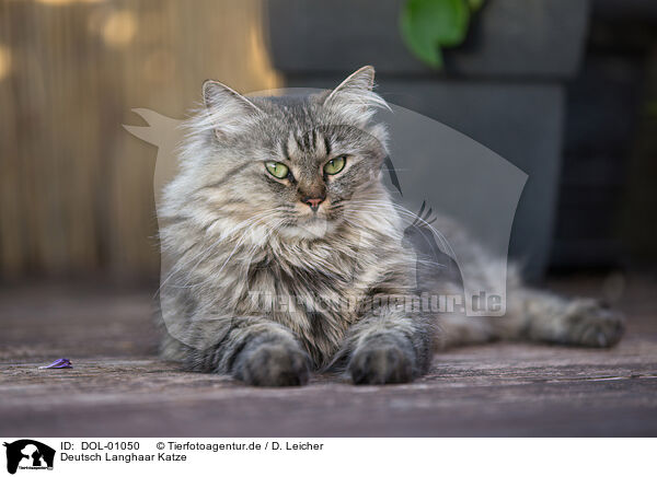 Deutsch Langhaar Katze / female German Longhair / DOL-01050