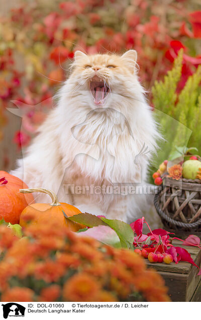 Deutsch Langhaar Kater / German Longhair tomcat / DOL-01060