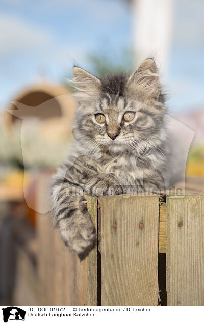 Deutsch Langhaar Ktzchen / German Longhair Kitten / DOL-01072