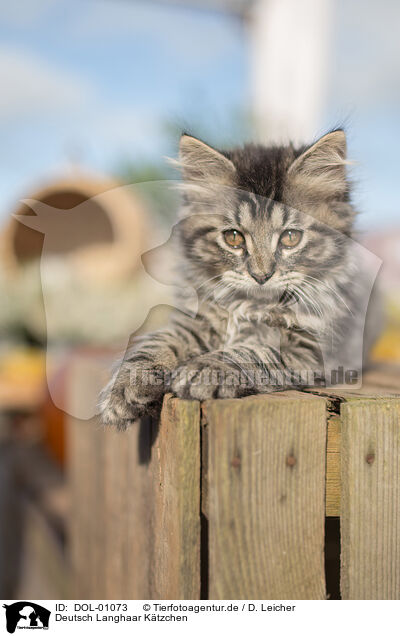 Deutsch Langhaar Ktzchen / German Longhair Kitten / DOL-01073
