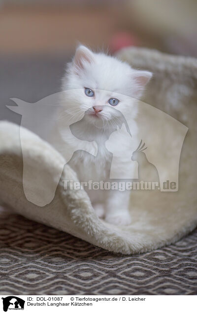 Deutsch Langhaar Ktzchen / German Longhair Kitten / DOL-01087