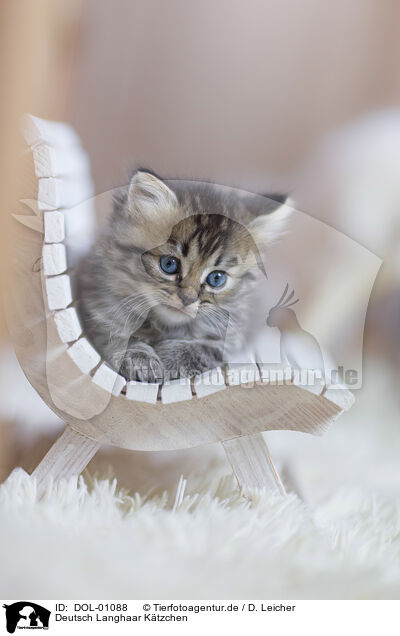 Deutsch Langhaar Ktzchen / German Longhair Kitten / DOL-01088