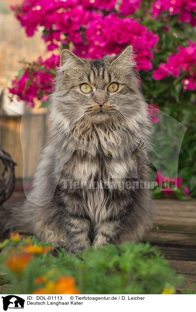 Deutsch Langhaar Kater / German Longhair tomcat / DOL-01113