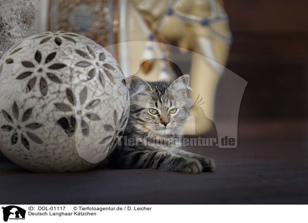 Deutsch Langhaar Ktzchen / German Longhair Kitten / DOL-01117