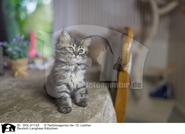 Deutsch Langhaar Ktzchen / German Longhair Kitten / DOL-01125