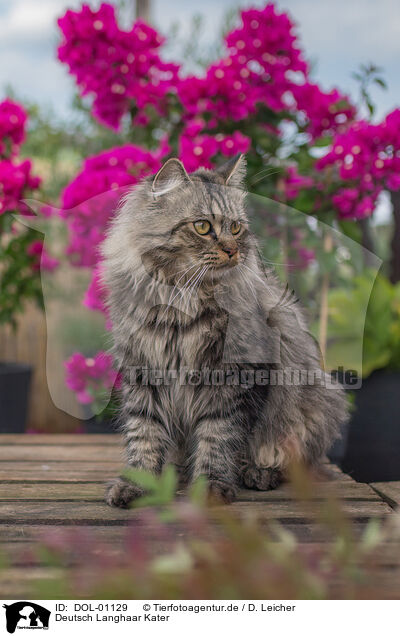 Deutsch Langhaar Kater / German Longhair tomcat / DOL-01129