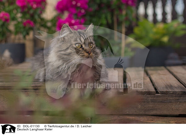 Deutsch Langhaar Kater / German Longhair tomcat / DOL-01130