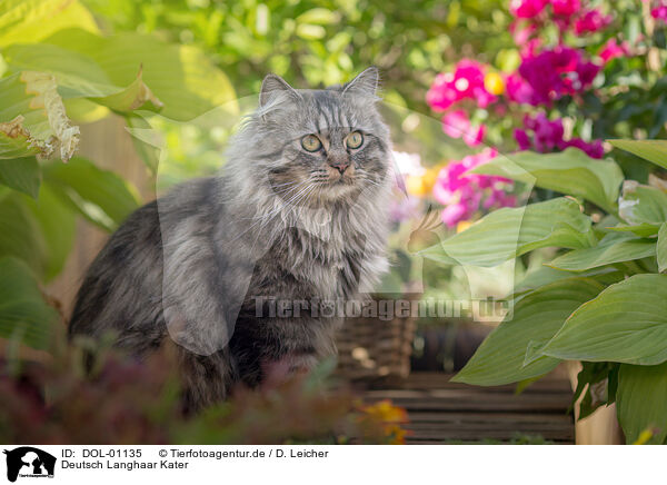 Deutsch Langhaar Kater / German Longhair tomcat / DOL-01135