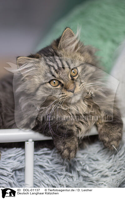 Deutsch Langhaar Ktzchen / German Longhair Kitten / DOL-01137