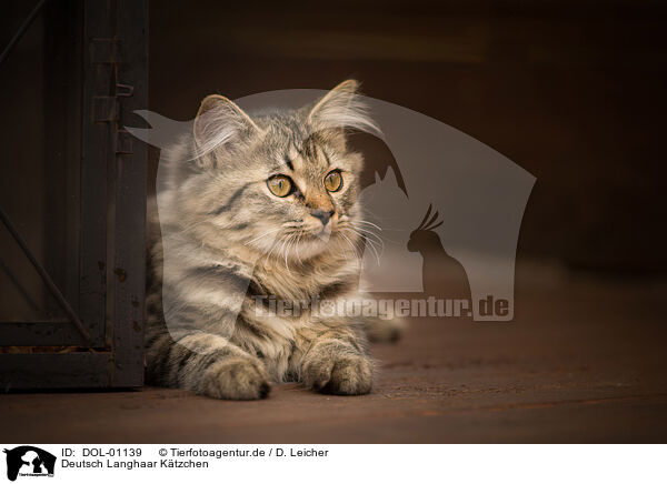 Deutsch Langhaar Ktzchen / German Longhair Kitten / DOL-01139