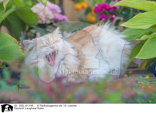 Deutsch Langhaar Kater / German Longhair tomcat / DOL-01146