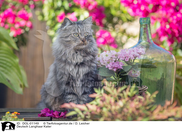 Deutsch Langhaar Kater / German Longhair tomcat / DOL-01149