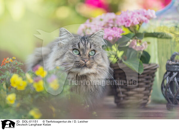 Deutsch Langhaar Katze / female German Longhair / DOL-01151