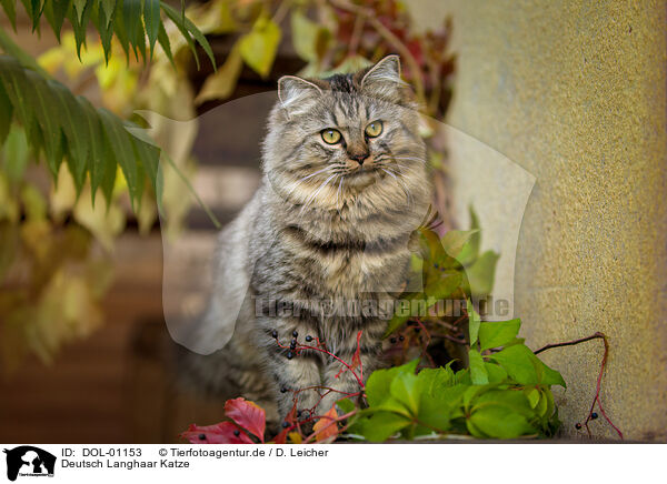 Deutsch Langhaar Katze / female German Longhair / DOL-01153