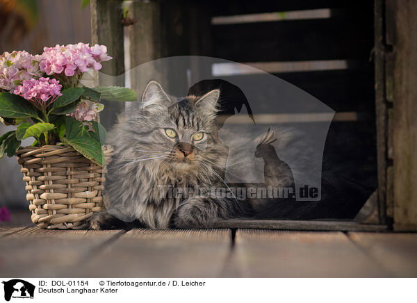 Deutsch Langhaar Kater / German Longhair tomcat / DOL-01154