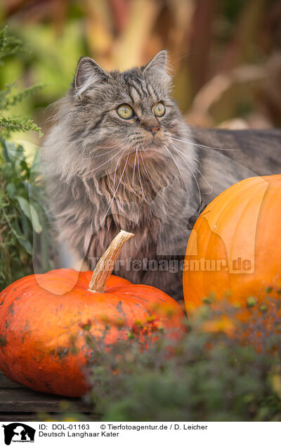 Deutsch Langhaar Kater / German Longhair tomcat / DOL-01163