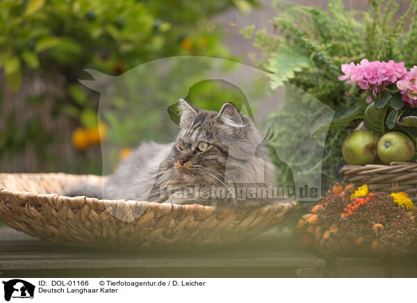 Deutsch Langhaar Kater / German Longhair tomcat / DOL-01166