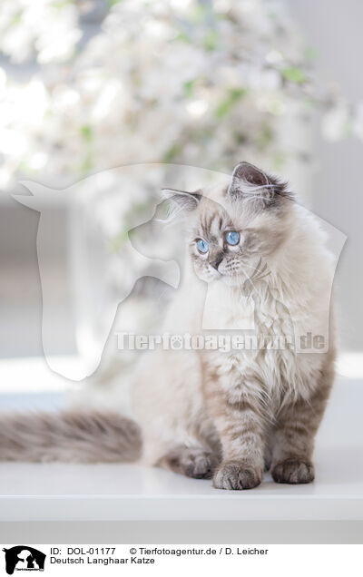 Deutsch Langhaar Katze / female German Longhair / DOL-01177