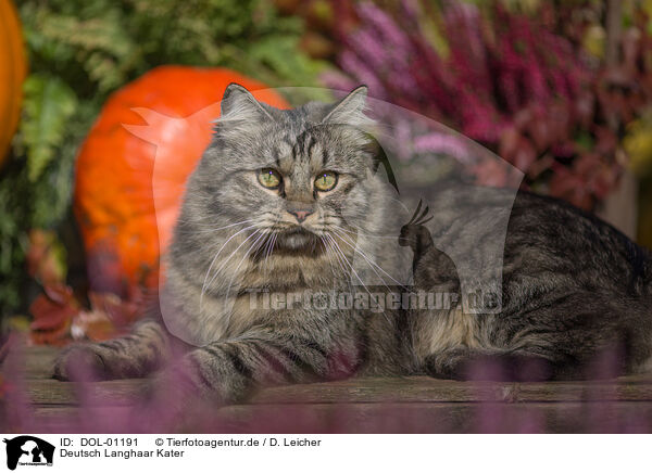 Deutsch Langhaar Kater / German Longhair tomcat / DOL-01191