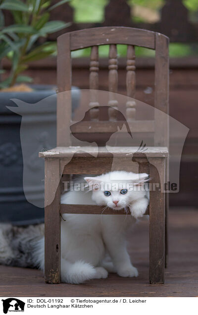 Deutsch Langhaar K�tzchen / German Longhair Kitten / DOL-01192