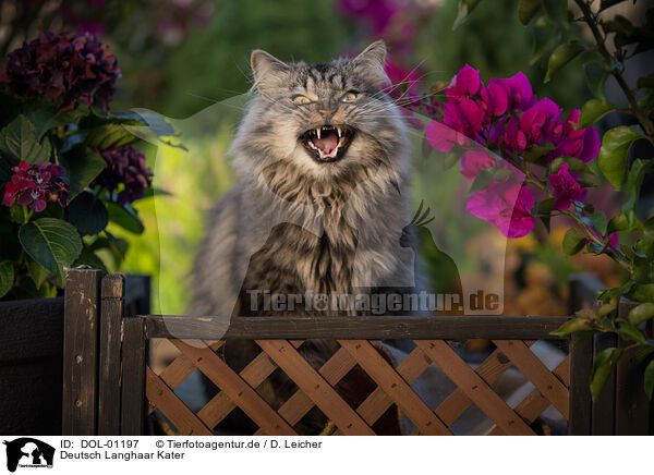 Deutsch Langhaar Kater / German Longhair tomcat / DOL-01197