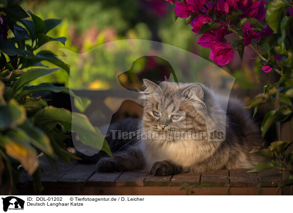 Deutsch Langhaar Katze / female German Longhair / DOL-01202