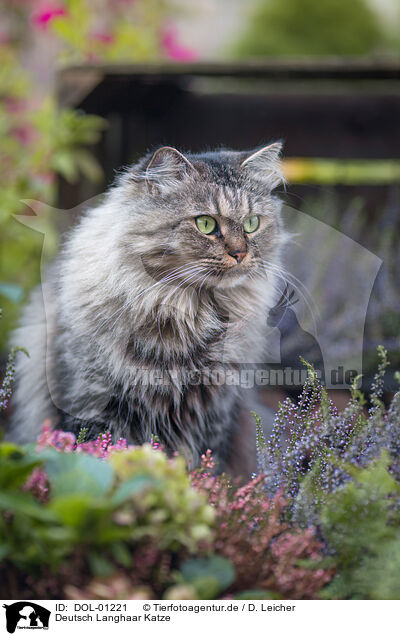 Deutsch Langhaar Katze / female German Longhair / DOL-01221