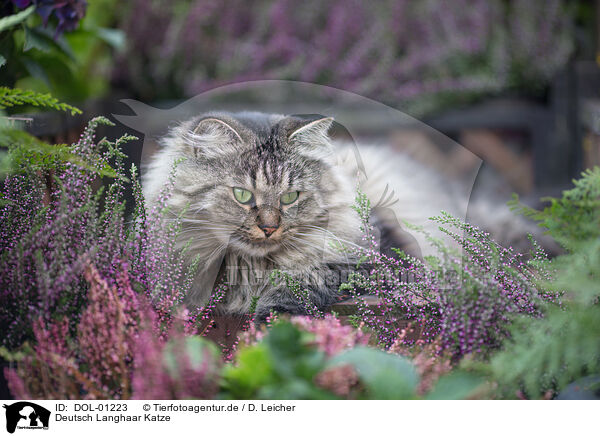 Deutsch Langhaar Katze / female German Longhair / DOL-01223