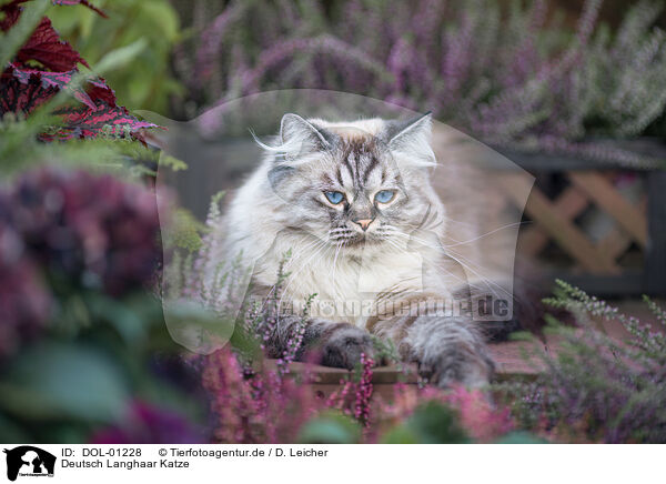 Deutsch Langhaar Katze / female German Longhair / DOL-01228