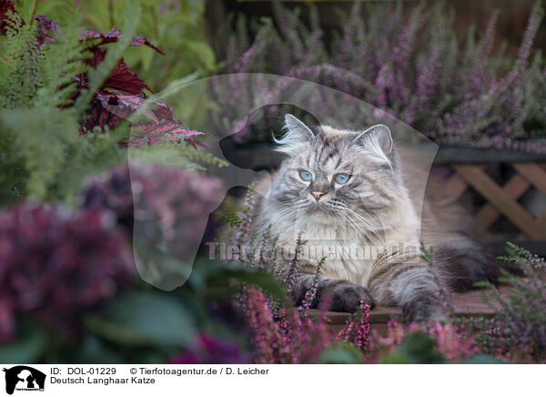 Deutsch Langhaar Katze / female German Longhair / DOL-01229